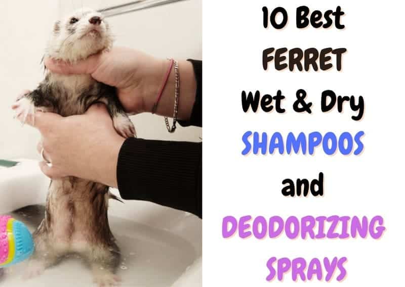 best ferret shampoos