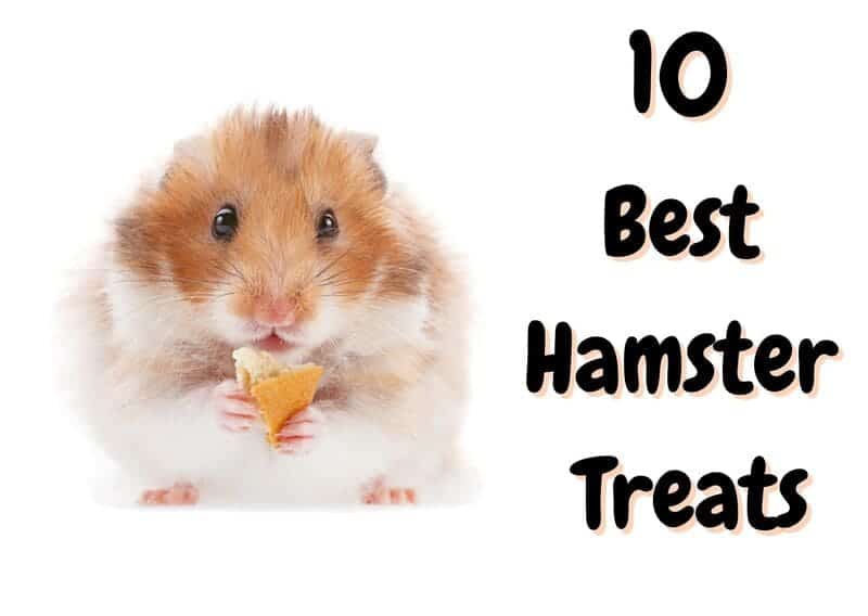 best hamster treats