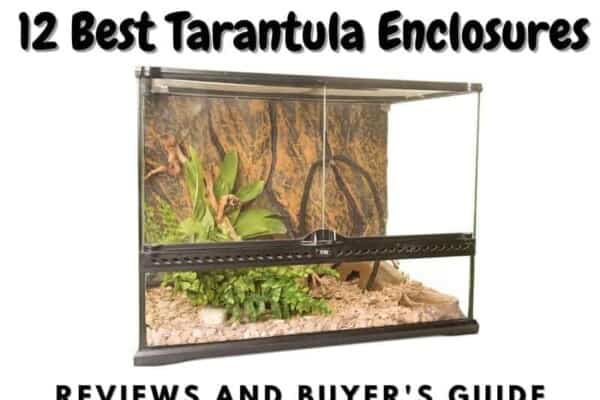 Best Tarantula Enclosures