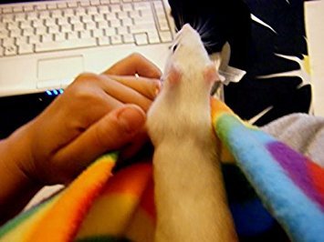 3. Dukes Digs Critter Cuddler Small Animal Carrier and Bonding Pouch