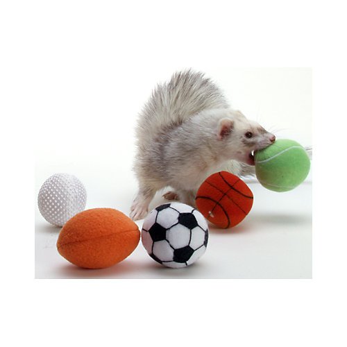 3. Marshall Ferret Sport Balls