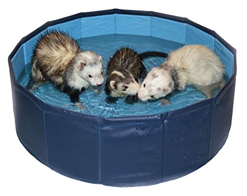 8. Marshall Pet Products Ferret Swimming Pool