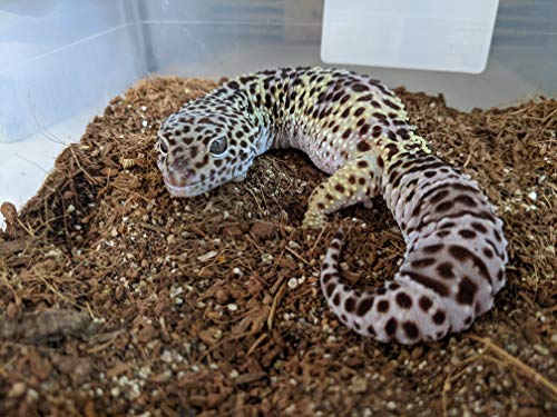 6. Josh's Frogs Dig-It