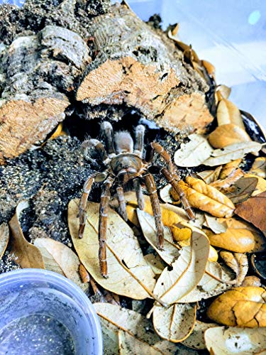 6. Josh's Frogs Dig-It