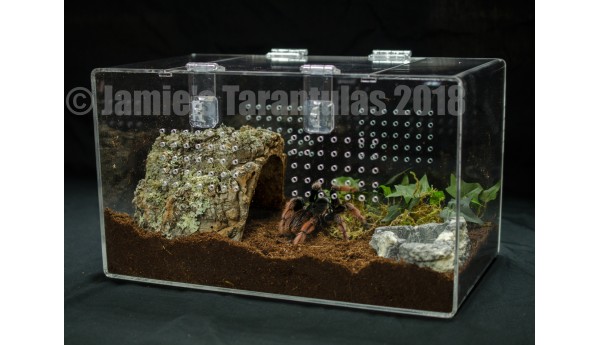 8. Complete Terrestrial Kit by Jamie's Tarantulas
