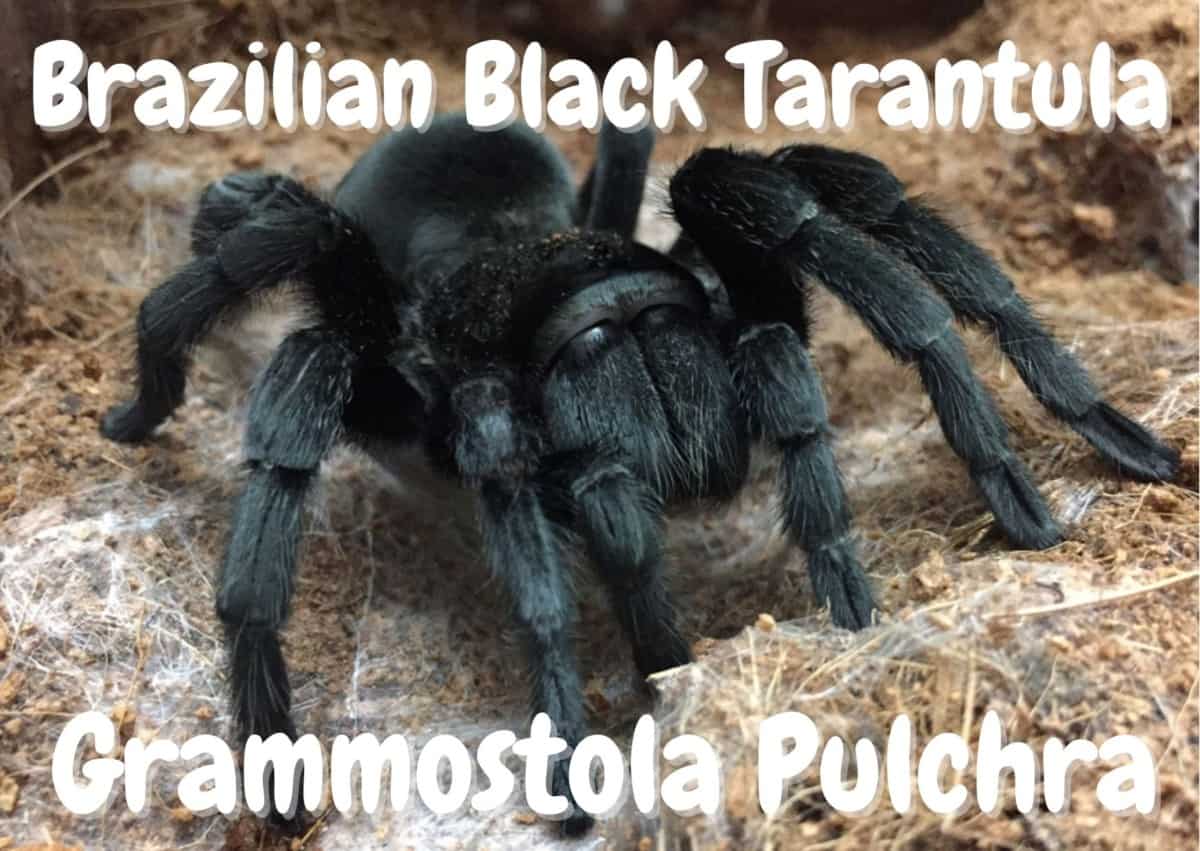 Brazilian Black Tarantula Grammostola Pulchra