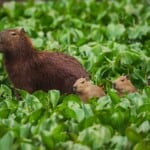 Capibaras in the wild