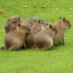 Capybaras’ Behavior and Temperament 