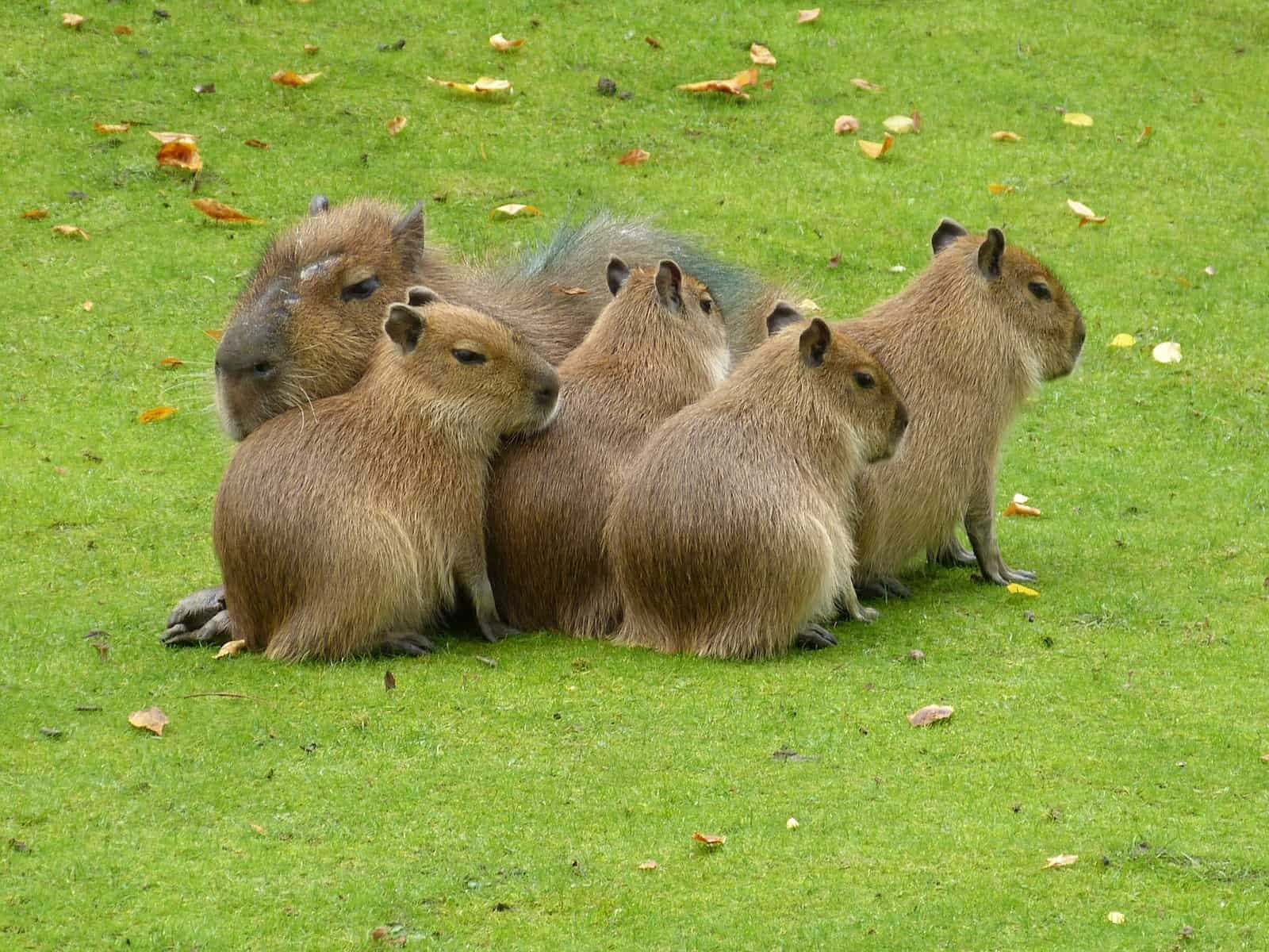 Capybaras’ Behavior and Temperament