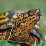 Eastern Box Turtle