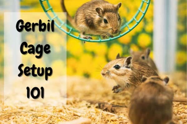 how to set up a gerbil cage