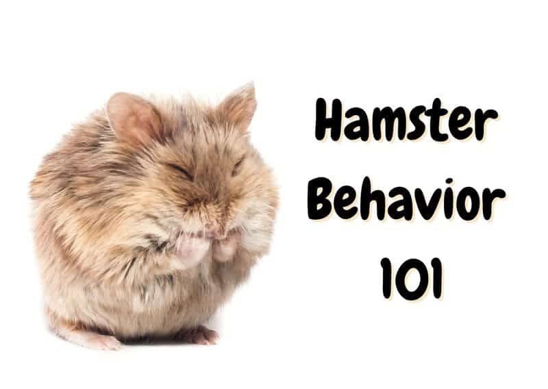 hamster behavior