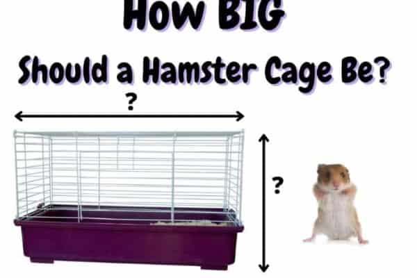 how big should a hamster cage be
