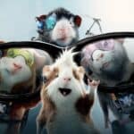 Movies with Guinea Pigs