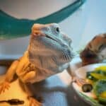 Puff the Bearded Dragon