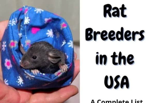 list of rat breeders usa