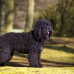 (c) Ernst von Scheven – http://www.hondenopdefoto.nl