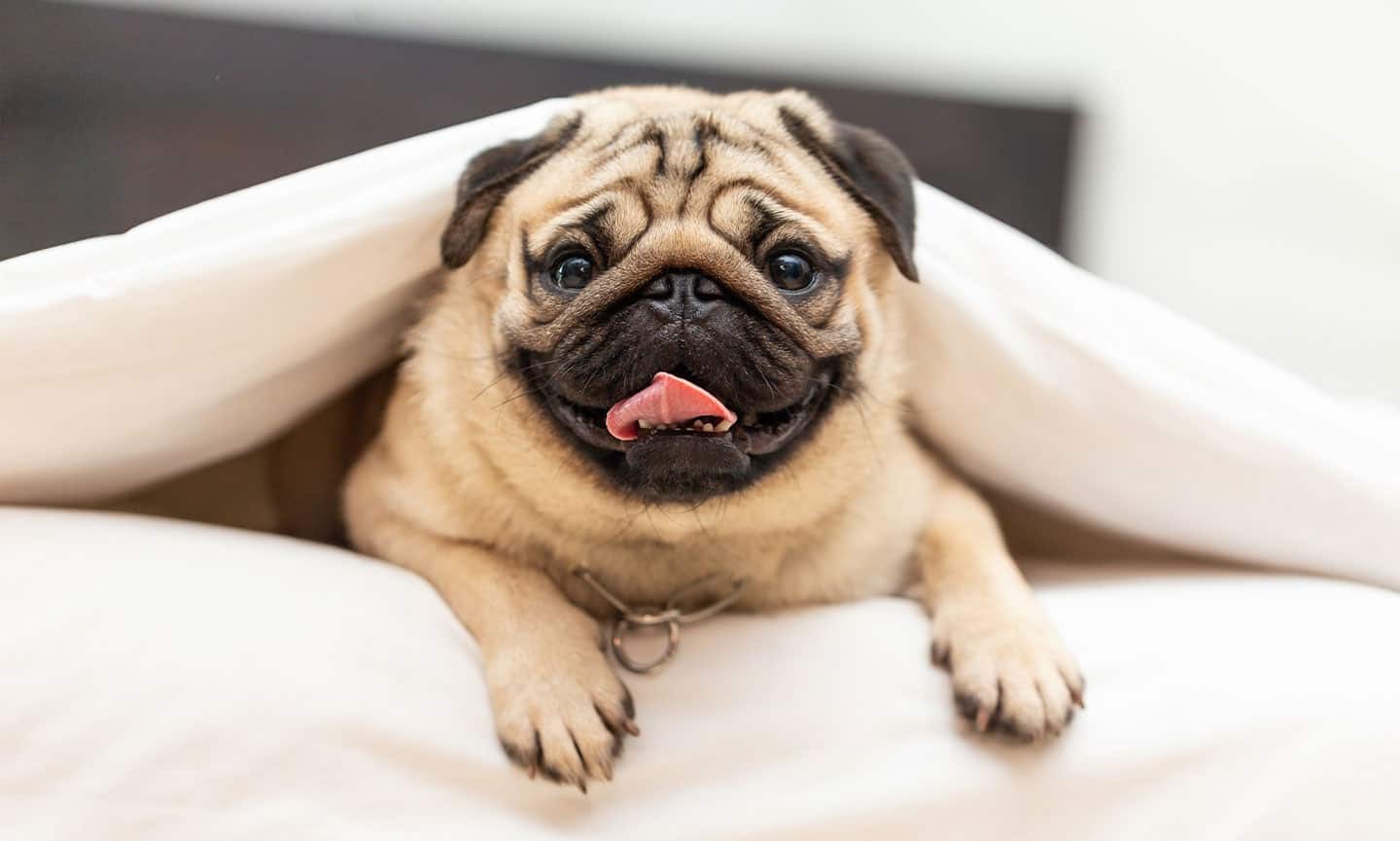 The 30 Best Dog Breeds for Apartments – Pug