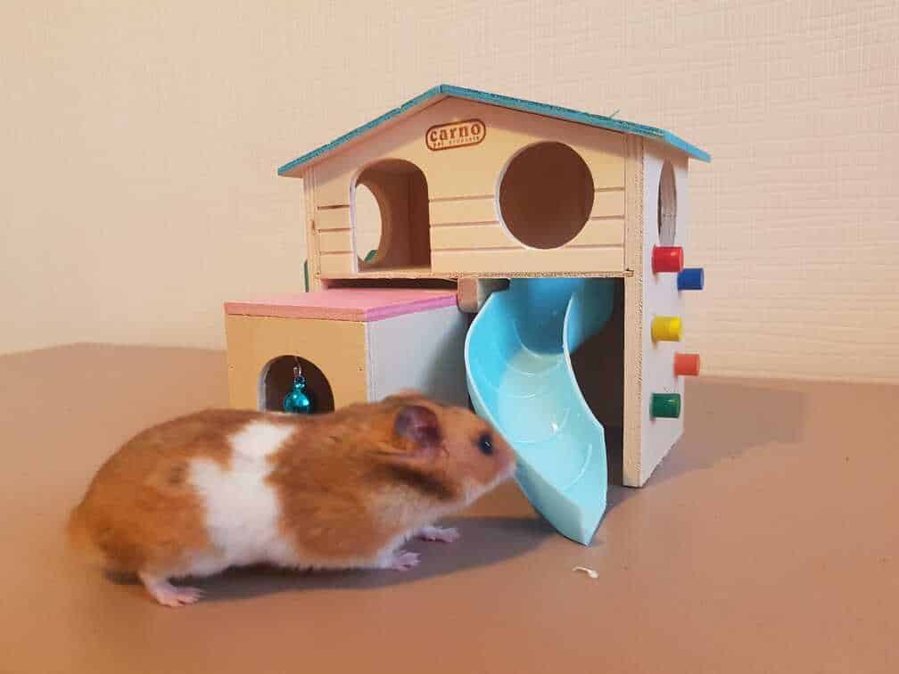 hamster house toy