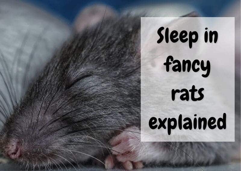 are rats nocturnal