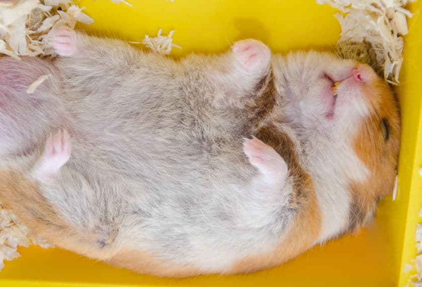 funny syrian hamster sleeping